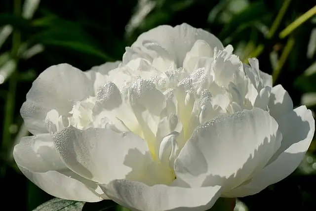 Tamil Nadu Flower Name in Tamil