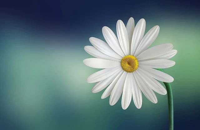 Daisy Flower Name in Tamil