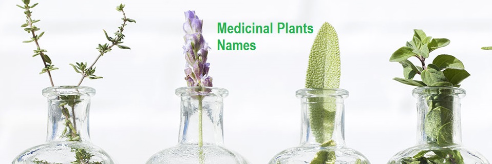 Medicinal Plants Names
